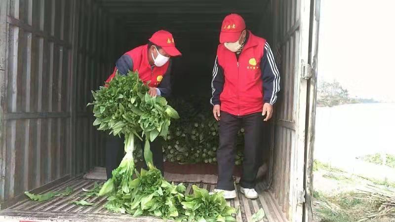 昆明蔬菜最新批发价格一览