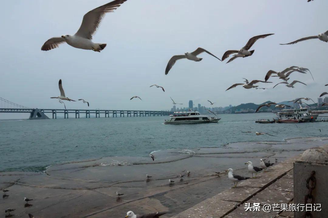 海洋音乐之旅，海胆歌曲下载探索