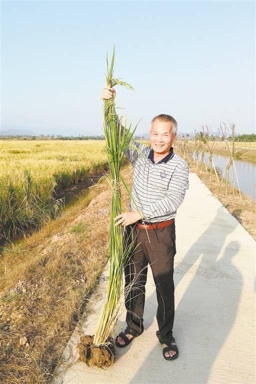 南丰镇新项目，地区发展的强大引擎领航者