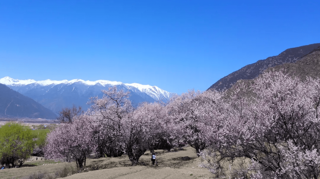 旁嘎村新项目，乡村振兴的新动力源泉