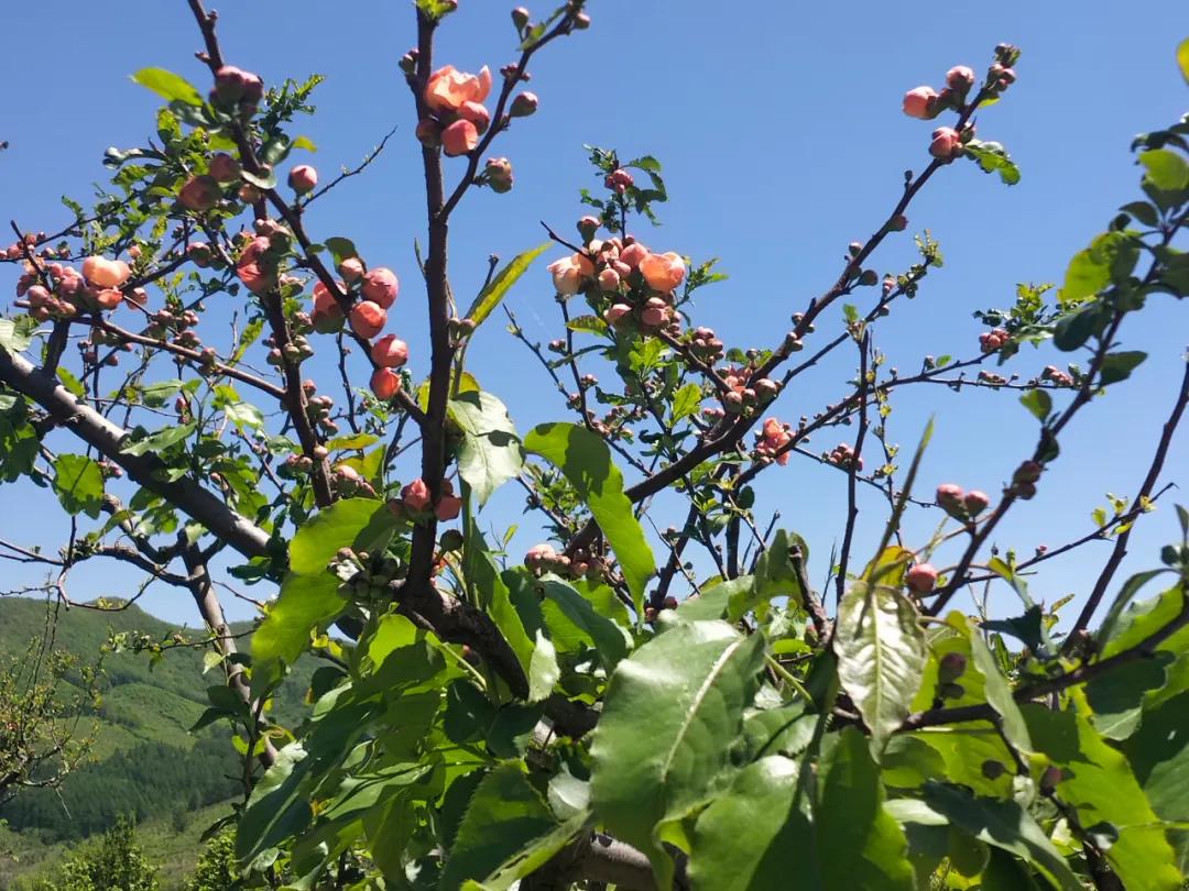 百花村重塑乡村魅力，引领地方发展新篇章