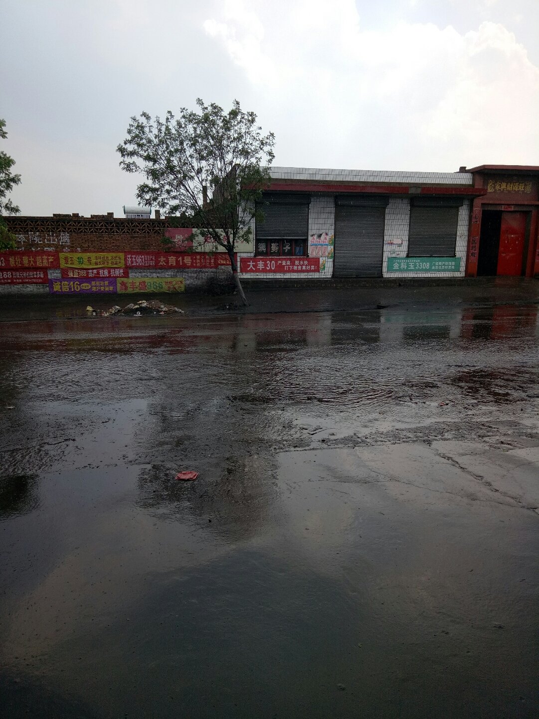 风中雨荷