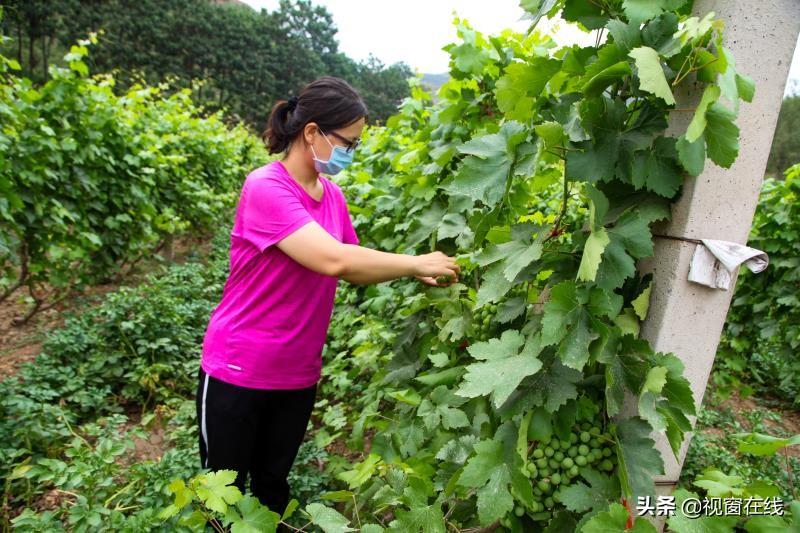 阳泉市农业局推动农业现代化，助力乡村振兴新动态