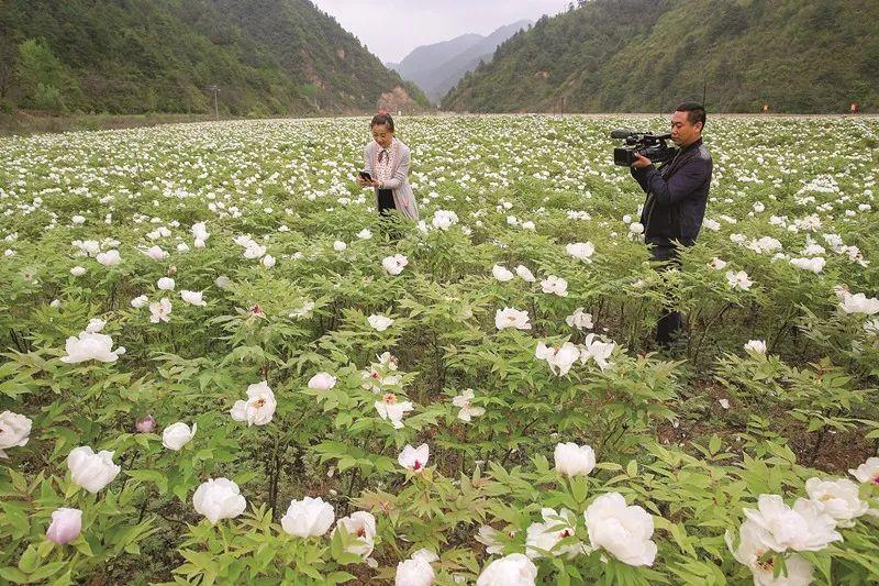 芍药山乡最新招聘信息汇总